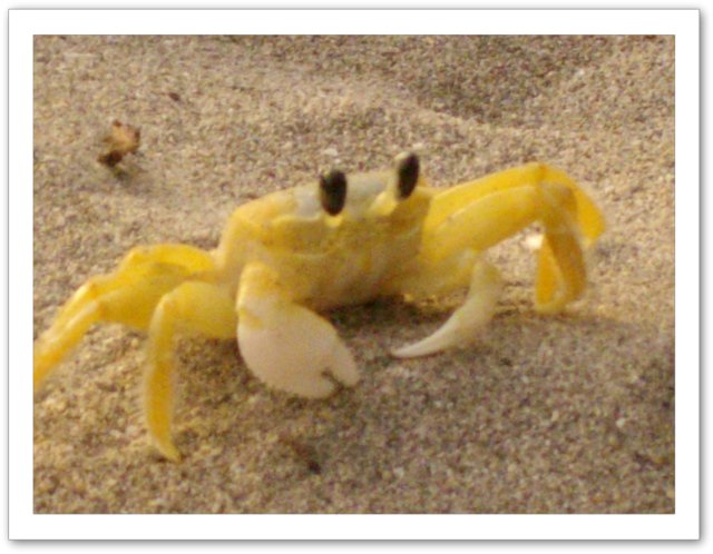 crabe de mer plage les anses d'arlet martinique