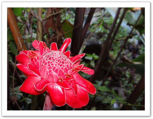 rose de porcelaine jardin Anses d'Arlet