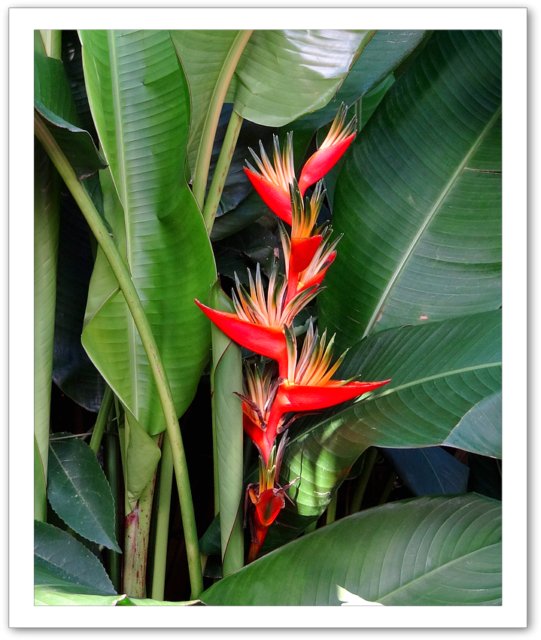 Oiseaux de Paradis dans le jardin du Nid d'Amour 